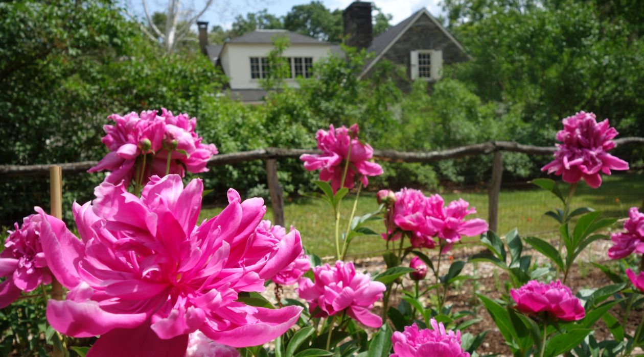 Val Kill Cottage, Ealeanor Roosevelt National Historic Site, Hyde Park, with beautiful pink flowers in the forground